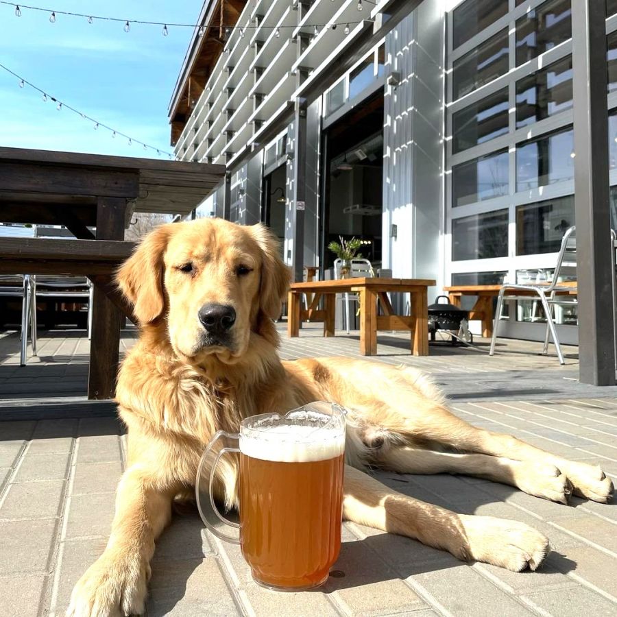 Woof woof! Dogfriendly patios abound in Kelowna